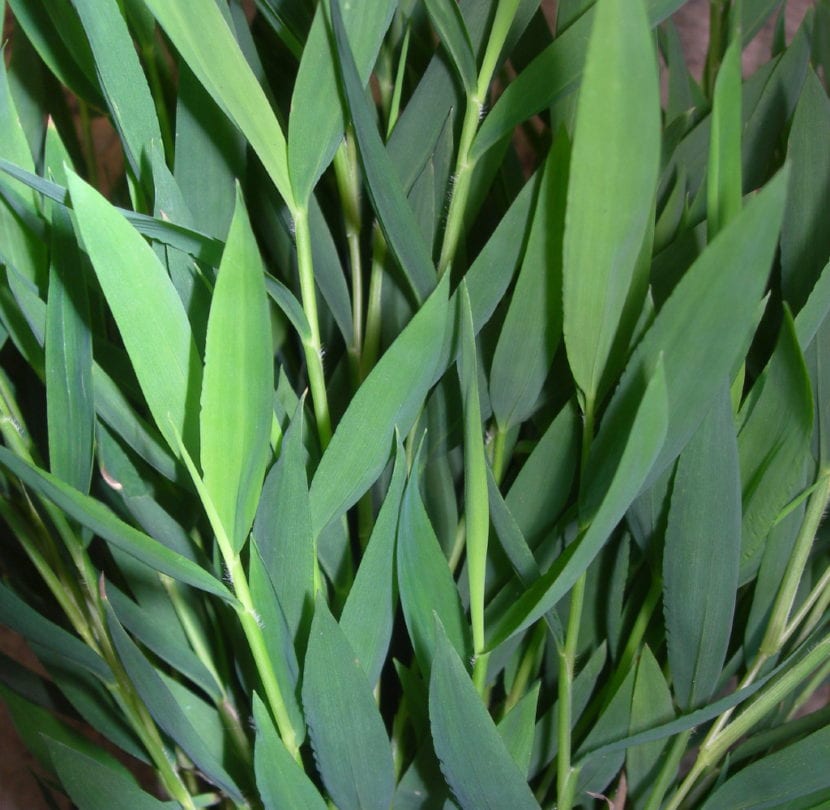 Detalle de las cañas y hojas finas de Pogonatherum paniceum