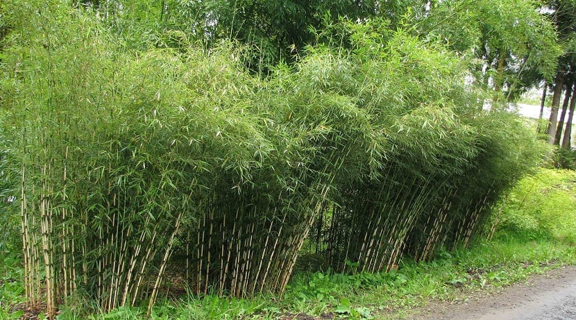 Fargesia murielae: cultivo y cuidados del bambú paraguas