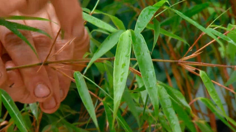 Ramas arqueadas del bambú Fargesia