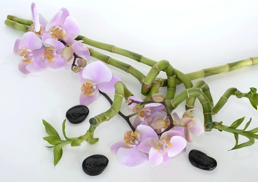 Bambú utilizado como elemento decorativo en el jardín