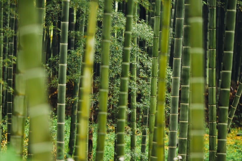Bambú: especies, cultivo y cómo evitar que invada
