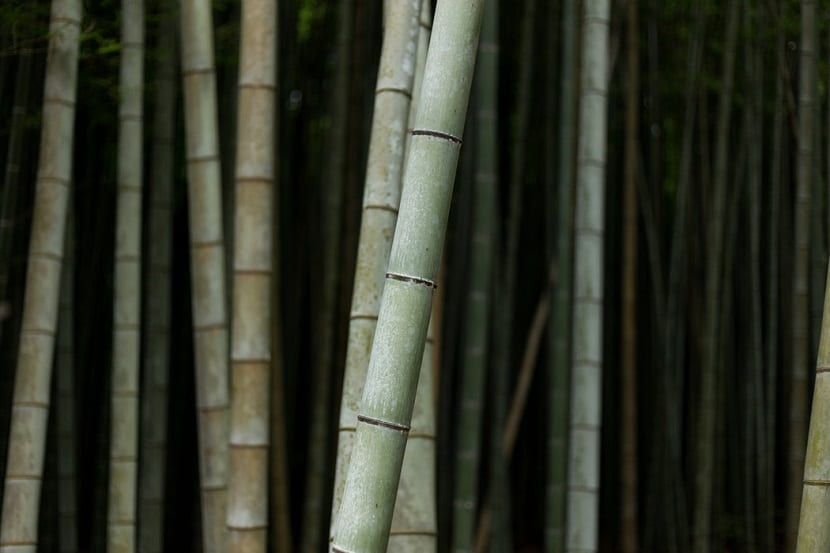 Cañas de bambú en un bosquete