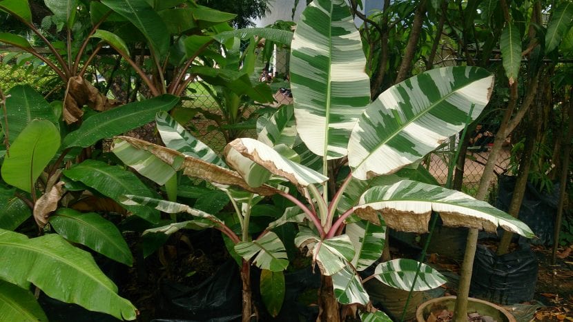 Bananero con hojas variegadas del cultivar Ae Ae
