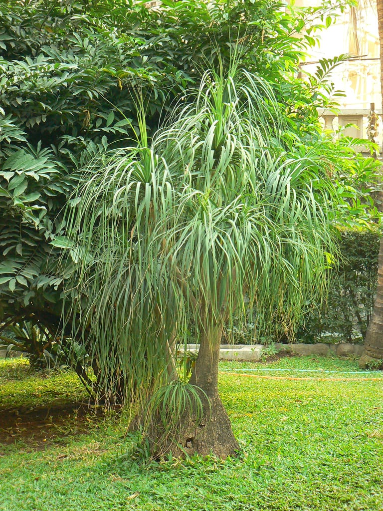 Ejemplar adulto de Beaucarnea recurvata en un jardín