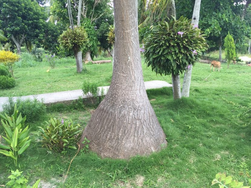 Detalle del tronco engrosado de una Beaucarnea
