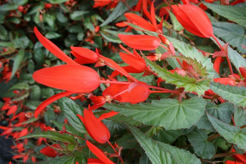 Begonia boliviensis con flores rojas colgando de una maceta
