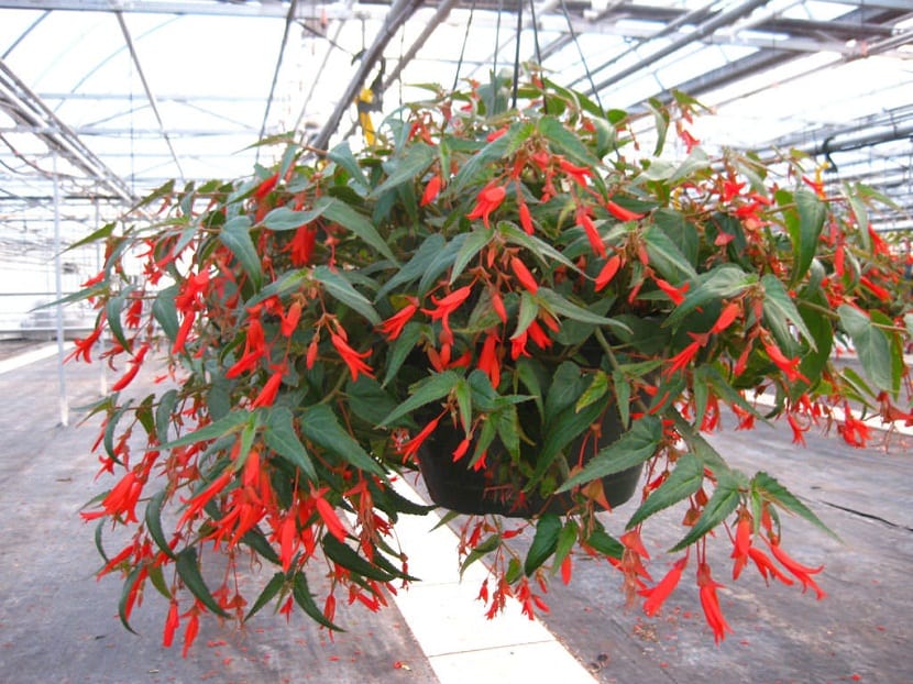 Planta colgante de begonia con flores rojas en cesta