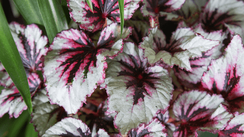 Hojas de begonia rex con manchas plateadas, verdes y granates