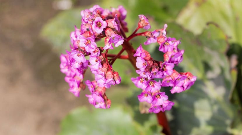 Bergenia crassifolia: cultivo de la hortensia de invierno