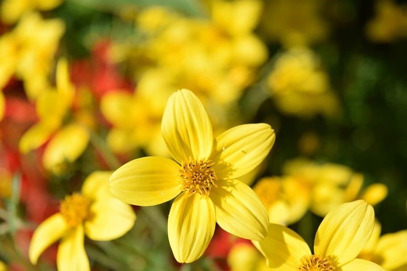 Mata de Bidens ferulifolia en flor con sus flores amarillas y follaje finamente dividido
