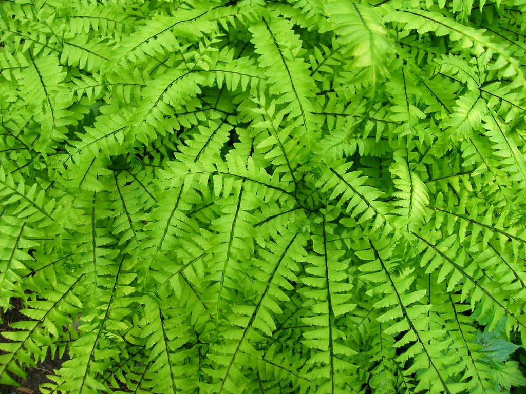 Blechnum spicant: cultivo del helecho pinado en España