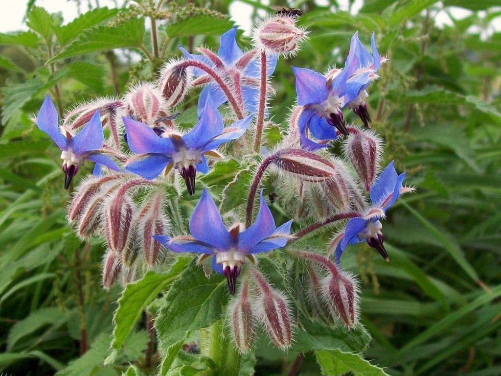 Borraja (Borago officinalis): cultivo, cocina y precauciones