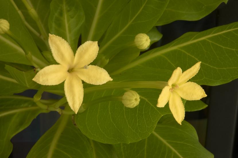 Flores tubulares de color crema de Brighamia insignis