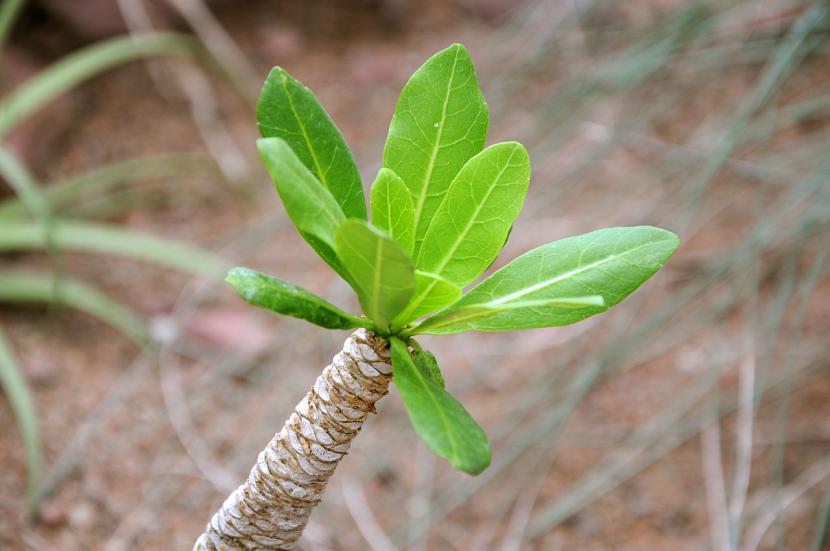 Ejemplar de Brighamia insignis con su tronco engrosado y la roseta de hojas