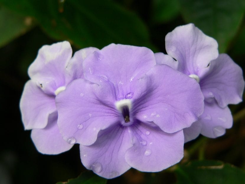 Flores de Brunfelsia pauciflora en distintas fases de color