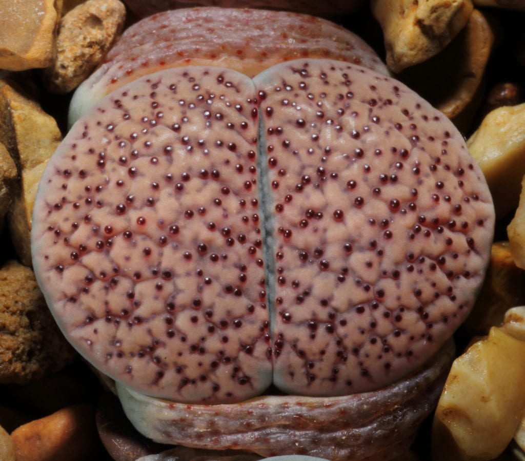Cactus piedra (Lithops): cultivo, riego y ciclo anual