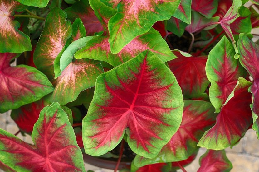 Hojas rojas de caladio con nervios marcados