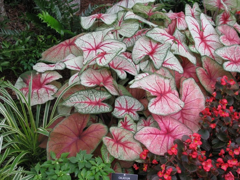 Caladium x hortulanum con hojas jaspeadas de blanco y verde