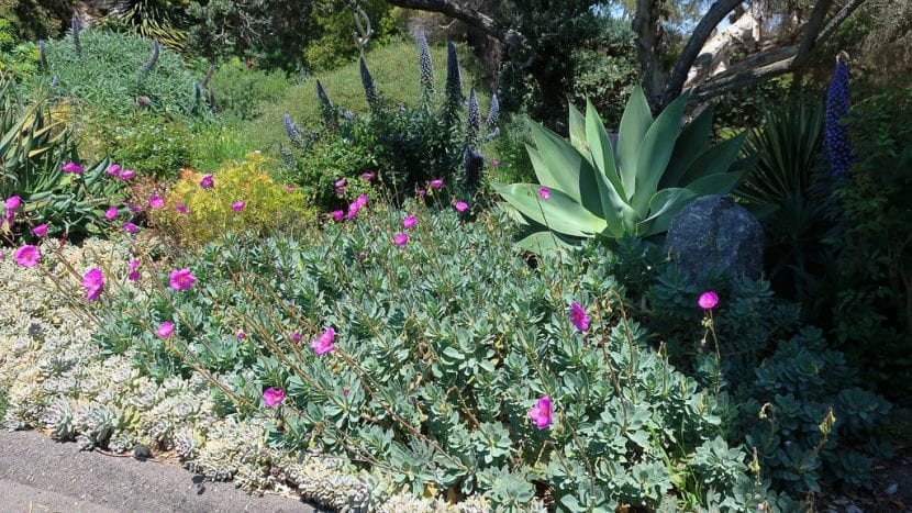 Mata de Calandrinia grandiflora en flor con varas de flores magenta