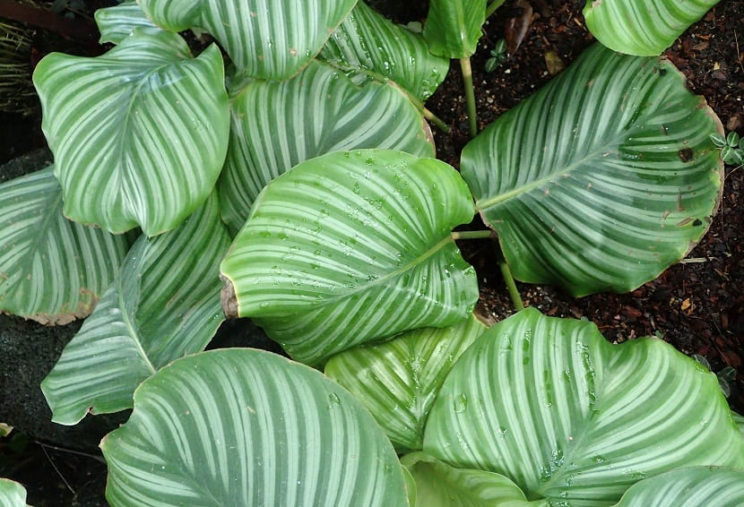 Hojas de Calathea orbifolia con los bordes secos