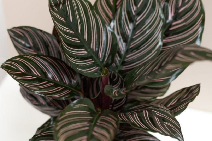 Detalle de las hojas rayadas de la Calathea ornata en decoración de interior