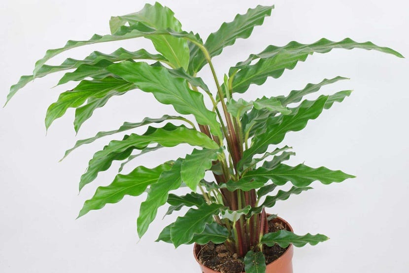 Calathea rufibarba: cuidados, riego y luz de la calatea peluda
