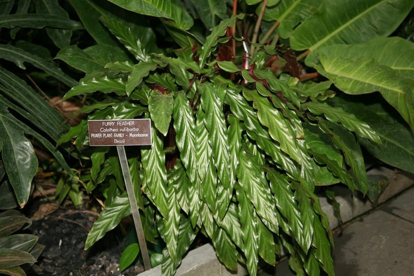 Hojas lanceoladas y onduladas de Calathea rufibarba