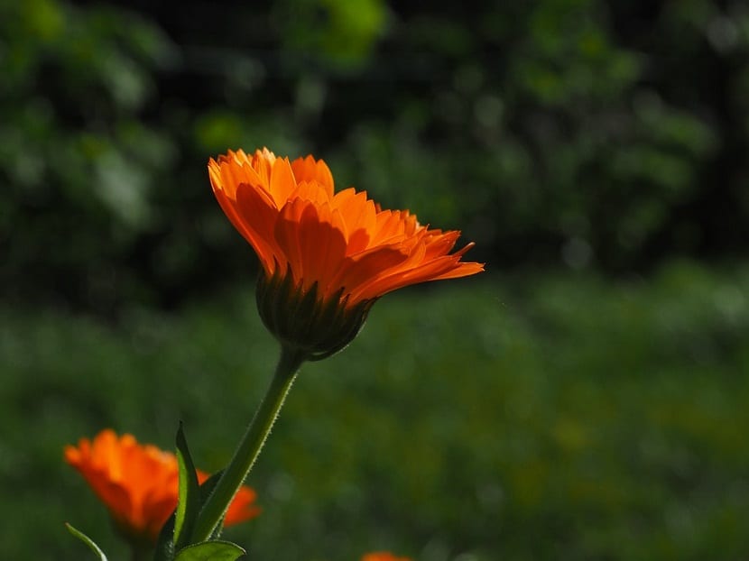 Flores de Calendula officinalis de color naranja