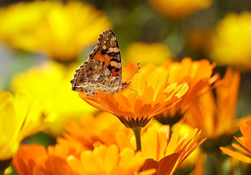 Mariposa posada sobre un capítulo de caléndula