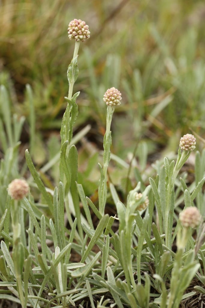 Cabezuelas blanquecinas de Calocephalus lacteus