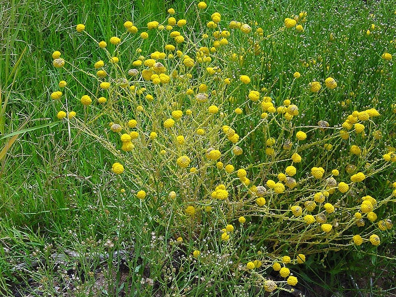 Calocephalus y Leucophyta brownii, cuidados del arbusto plateado