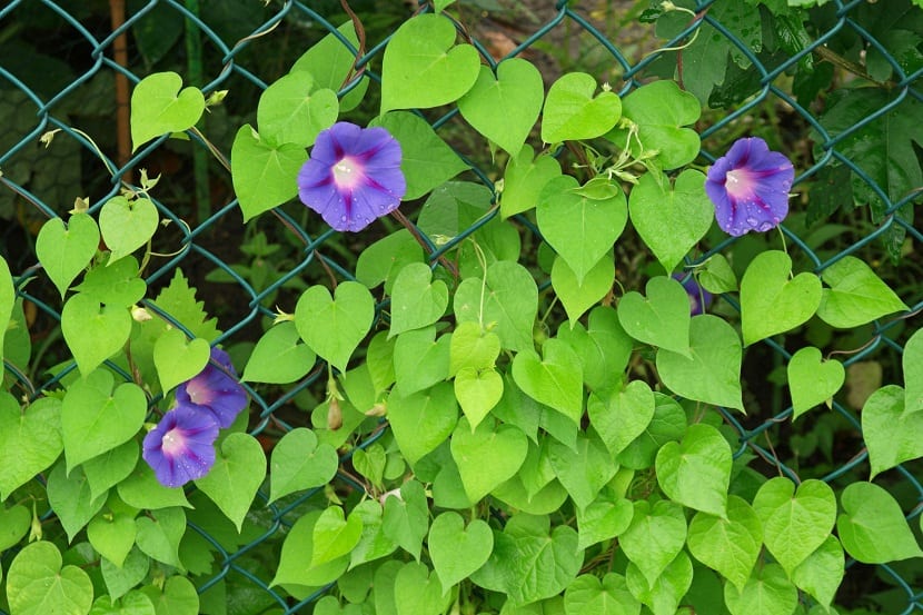 Ipomoea o campanita: siembra, soporte y cuidados