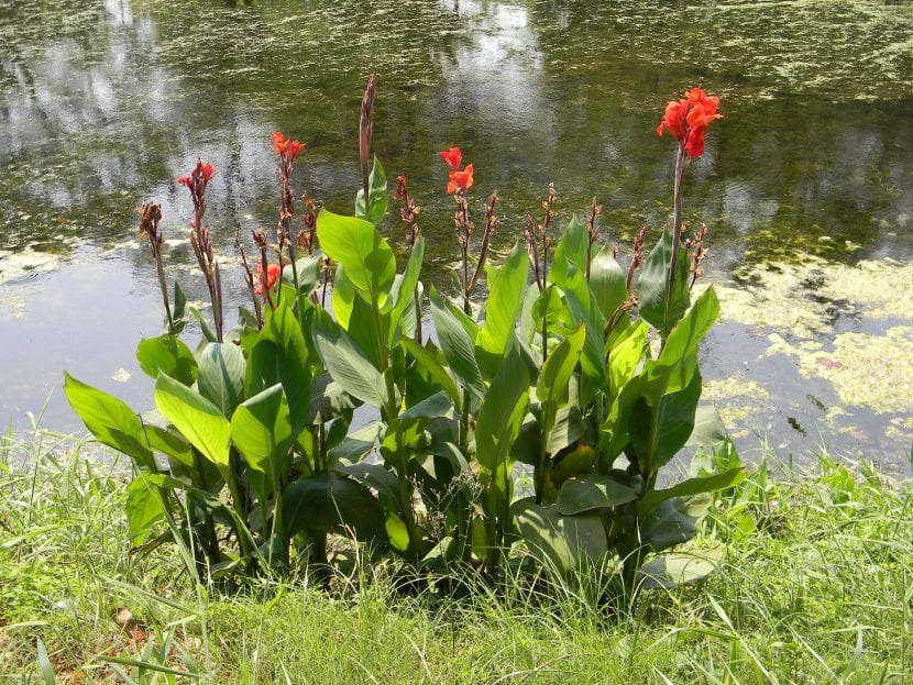Mata de Canna indica en el jardín