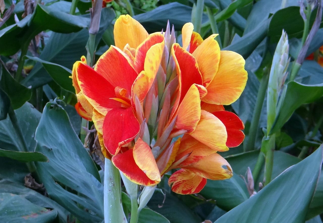Caña de las Indias (Canna indica): cultivo y cuidados