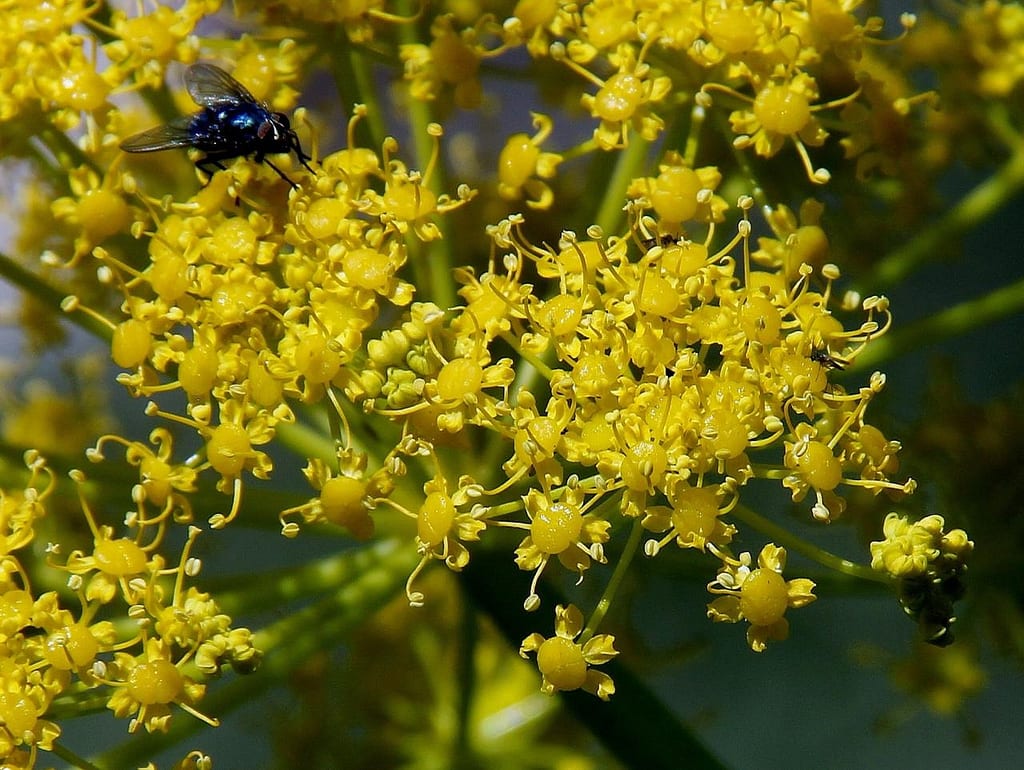 Cañaheja (Ferula communis): cultivo y toxicidad real