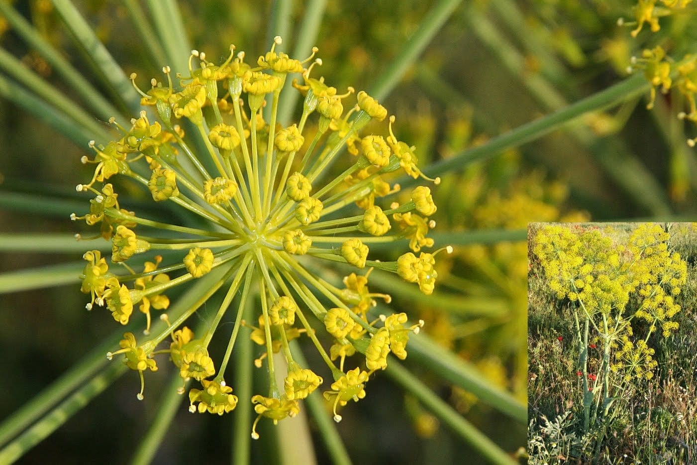 Cañareja (Thapsia villosa): cultivo, savia y riesgos