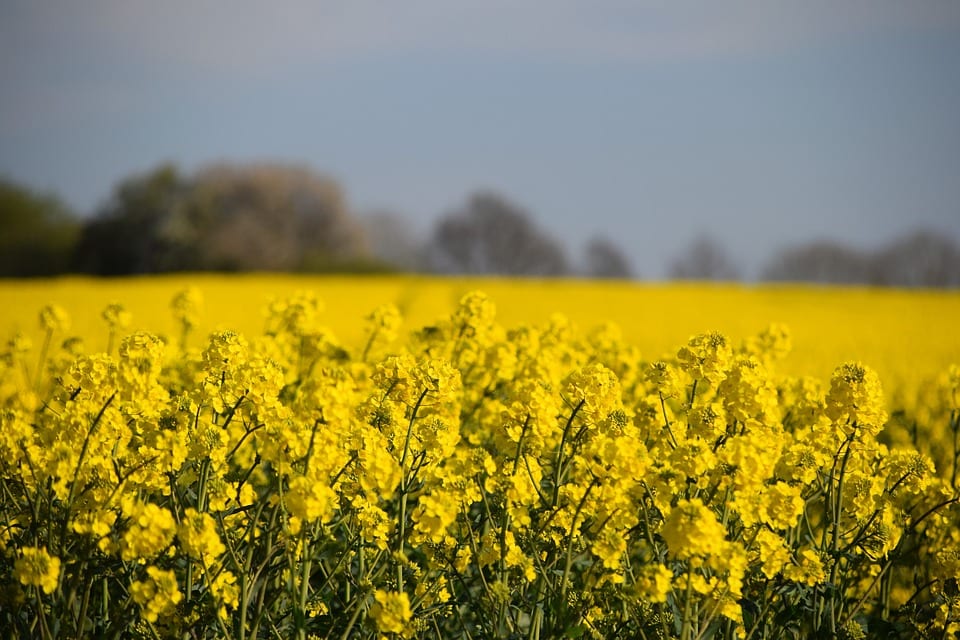 Canola o colza (Brassica napus): cultivo y cuidados