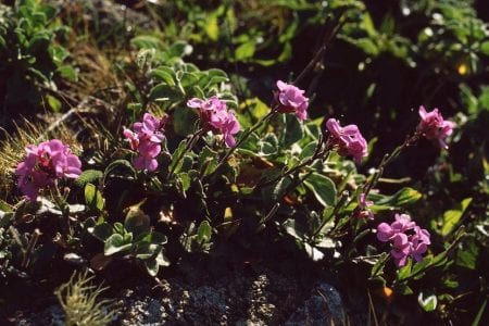 Mata de Arabis blepharophylla en un roquedo