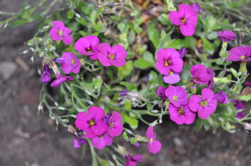 Arabis blepharophylla: cultivo, cuidados y multiplicación