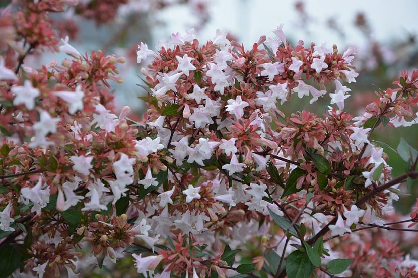 Arbusto de abelia en flor en un jardín