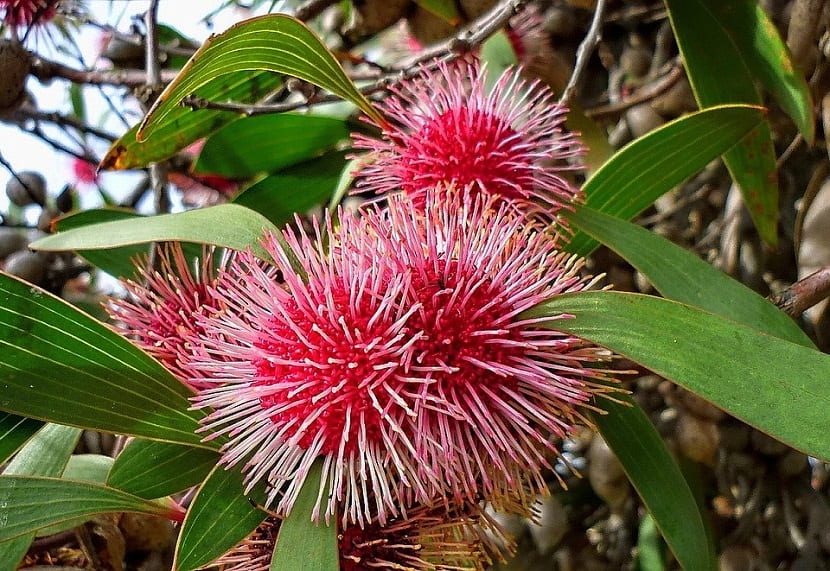Hakea laurina: cuidados, poda y el fósforo que la mata