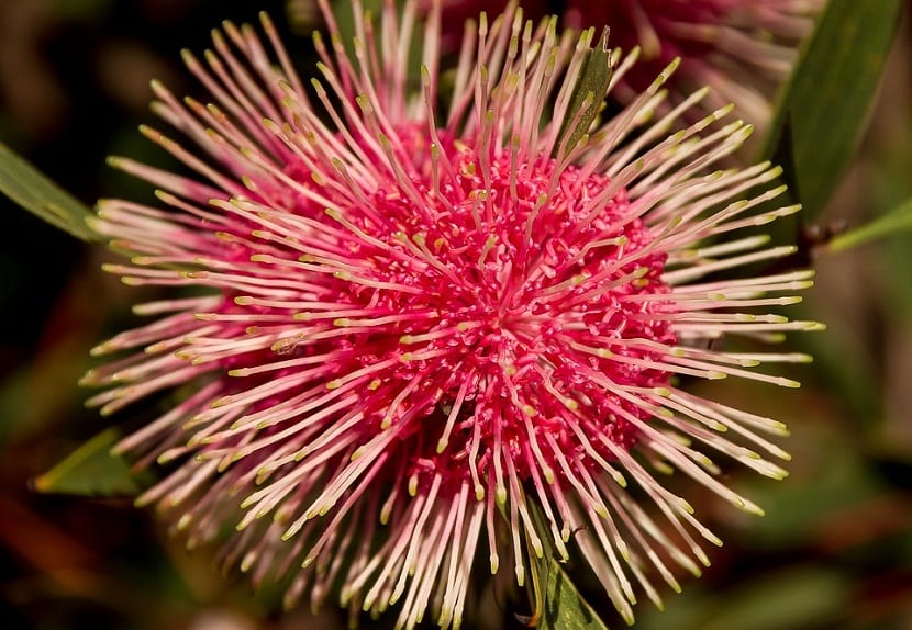 Detalle de la inflorescencia esférica de Hakea laurina con los estilos sobresaliendo