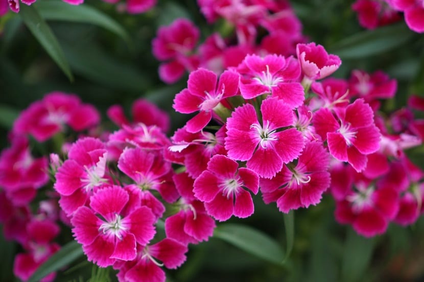 Corimbos de Dianthus barbatus o clavel del poeta en flor