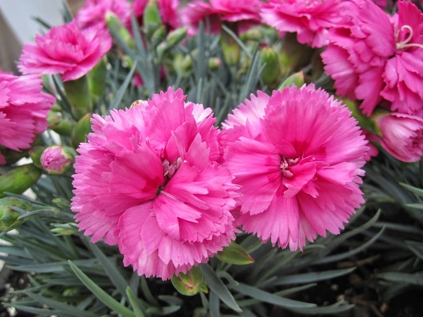 Clavel del poeta de flores rosas en el jardín