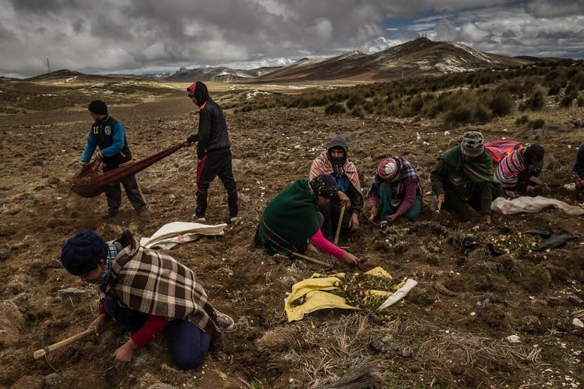 Campo de cultivo de maca en el altiplano andino