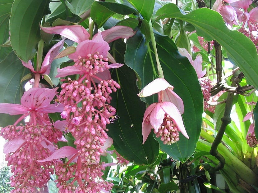 Medinilla magnifica: características y cuidados en casa