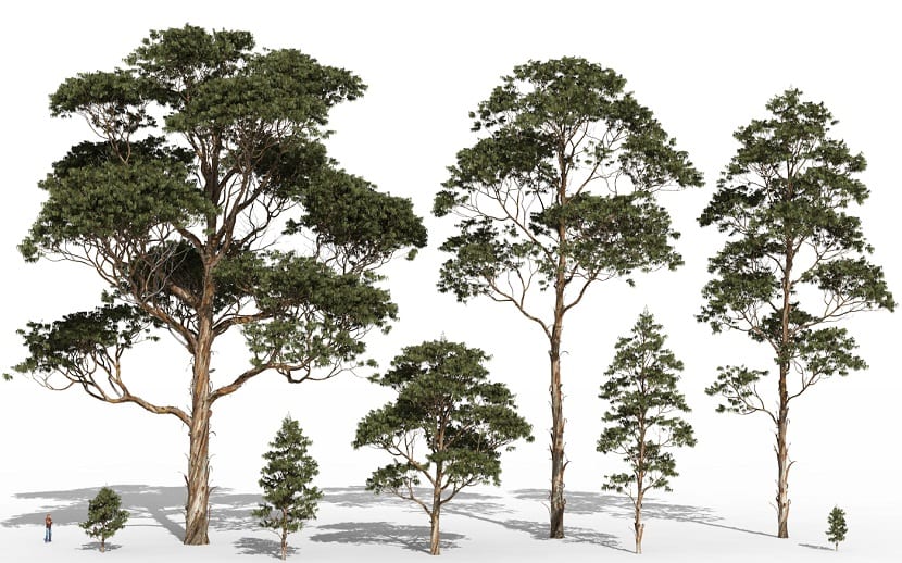 Ejemplar adulto de Eucalyptus globulus con la corteza desprendida en tiras