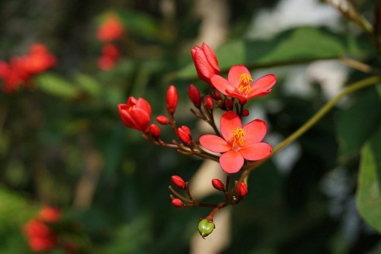 Flor de begonia abierta vista de cerca
