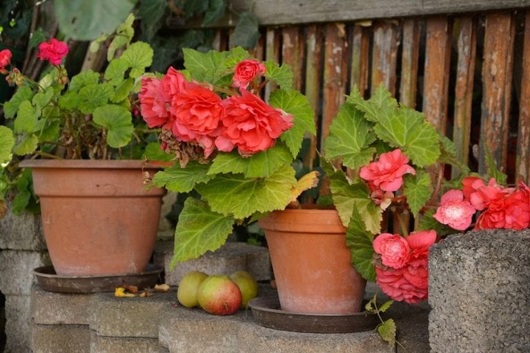 Begonias en flor cultivadas en macetas de balcón