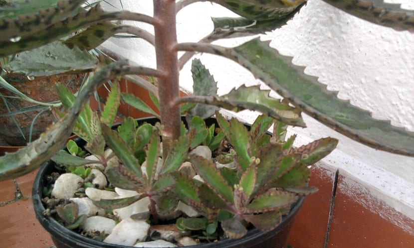Ejemplar de Bryophyllum daigremontianum con bulbilos en el borde de las hojas
